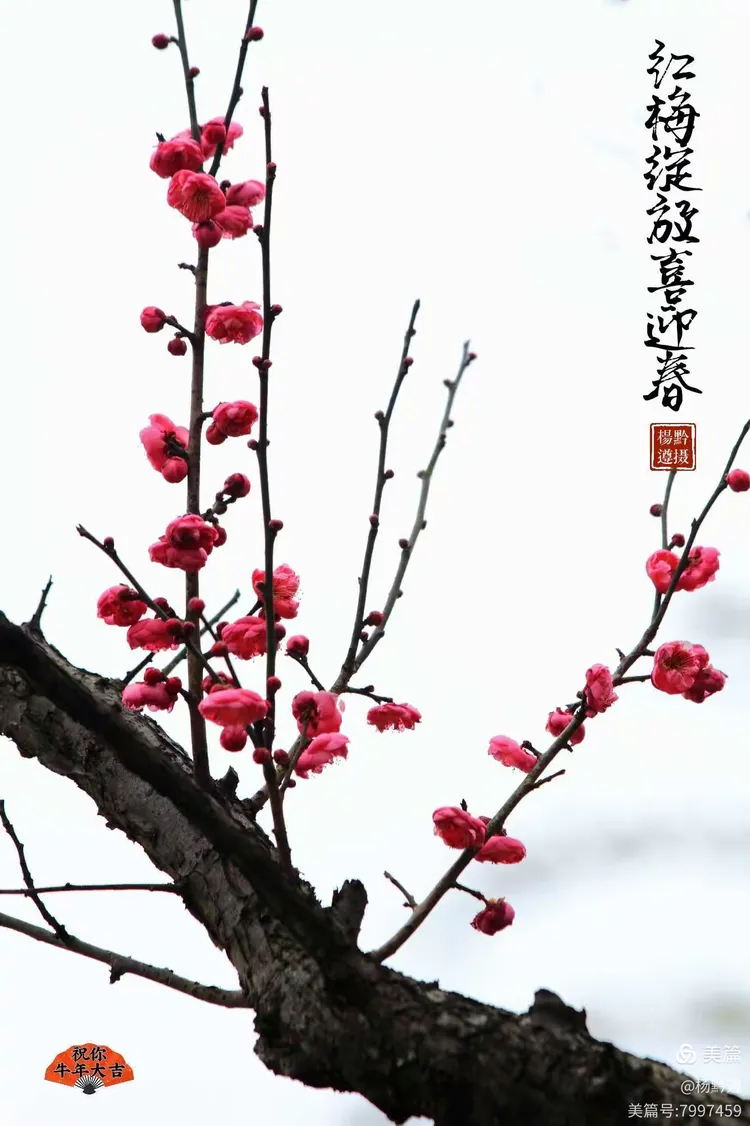 红梅绽放喜迎春